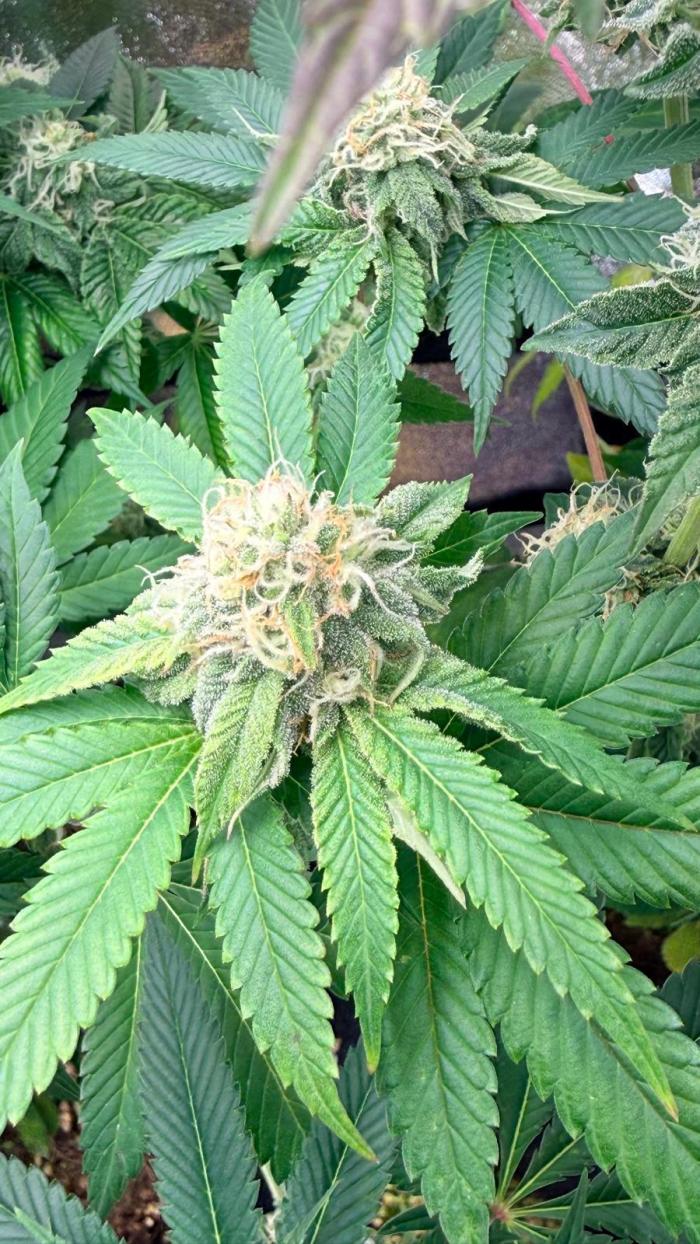 Dried Fruit in 8 Liter - own earth used. Week 14 - Dried Fruit flowering
