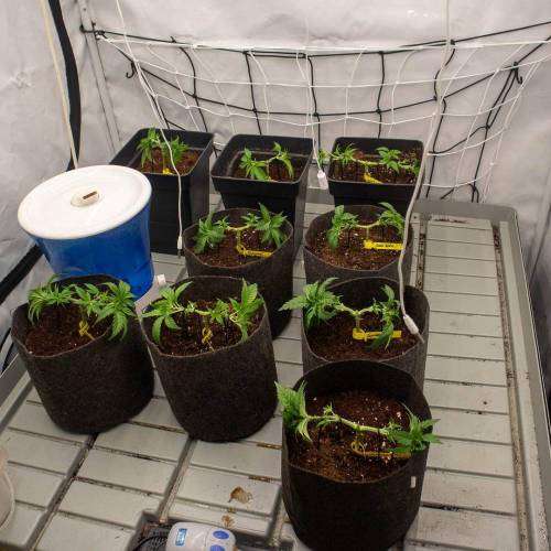 Sweet Seeds - Cream Caramel. Week 3