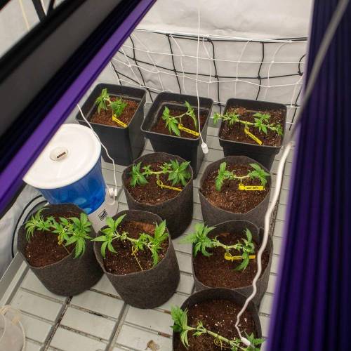 Sweet Seeds - Cream Caramel. Week 3