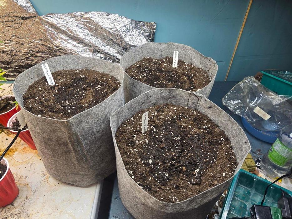 Gorilla z auto. Week 1 - Germination done in 2 day this is day one in the pots