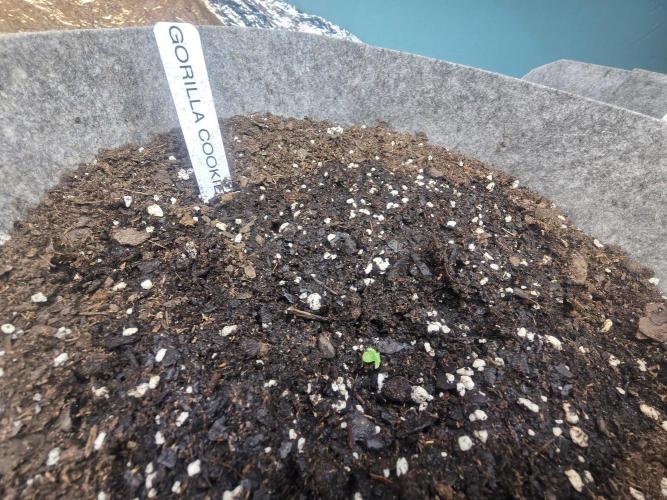Gorilla cookies auto. Week 1 - Very fast germination and sprout i think this is day 5 or 6 look at the dates