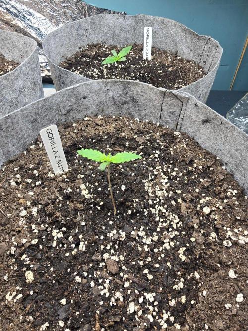 Gorilla z auto. Week 2 - Day 8