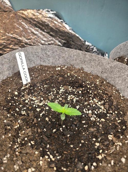 Gorilla cookies auto. Week 1 - Day 8
