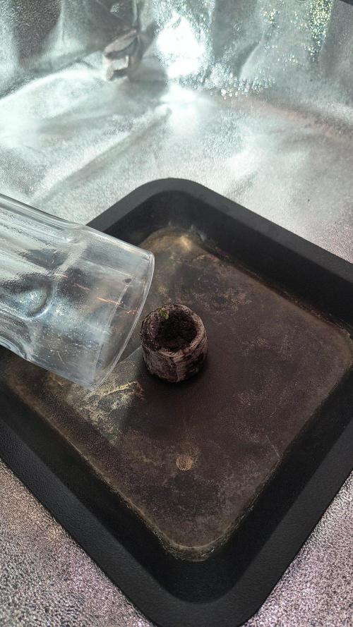 2nd Indoor Grow. Week 0 - Supreme oak