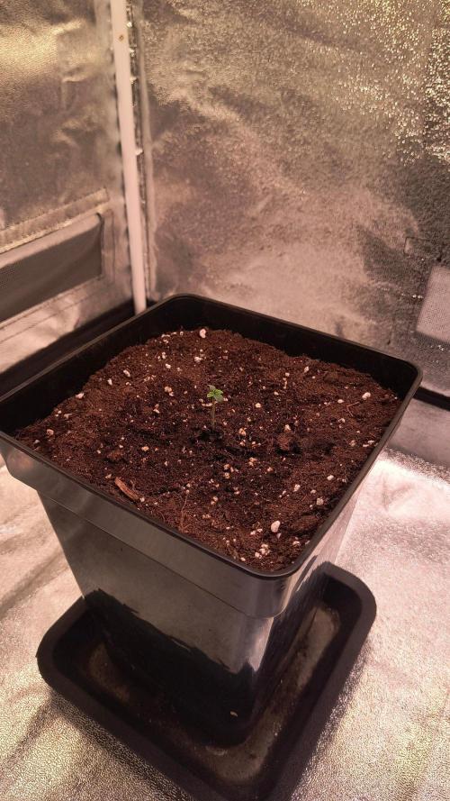 2nd Indoor Grow. Week 1 - Supreme oak