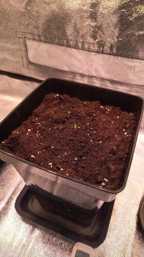 2nd Indoor Grow. Week 1 - Durban