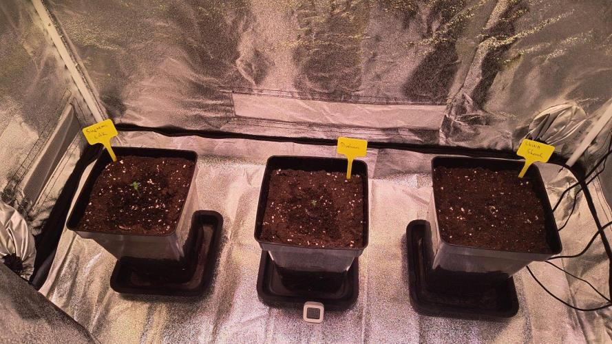 2nd Indoor Grow. Week 1 - Allthree