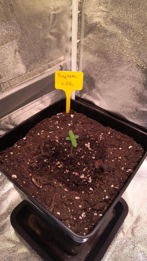 2nd Indoor Grow. Week 1