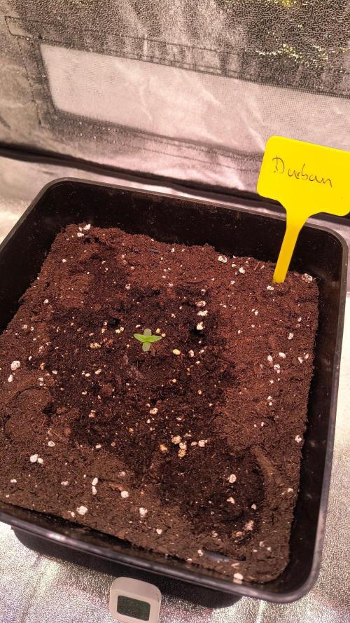 2nd Indoor Grow. Week 1
