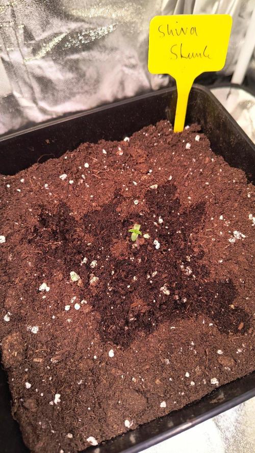 2nd Indoor Grow. Week 1