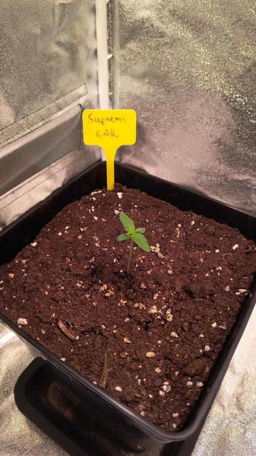2nd Indoor Grow. Week 1