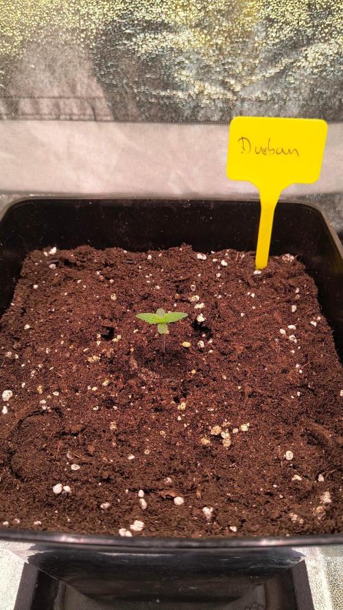 2nd Indoor Grow. Week 1