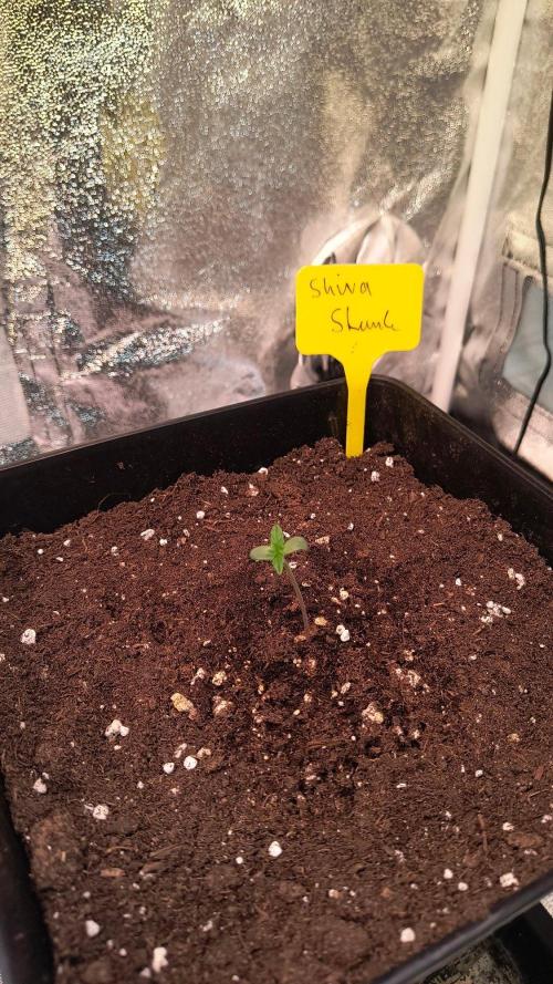 2nd Indoor Grow. Week 1