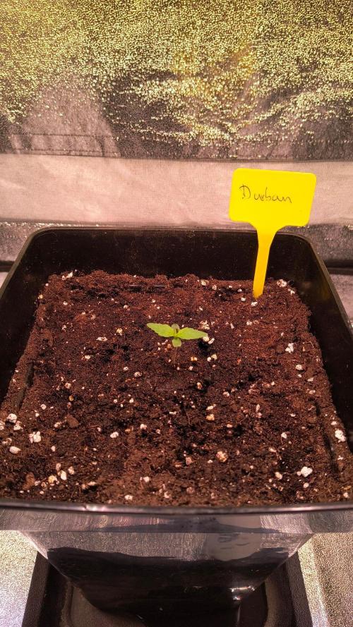 2nd Indoor Grow. Week 2