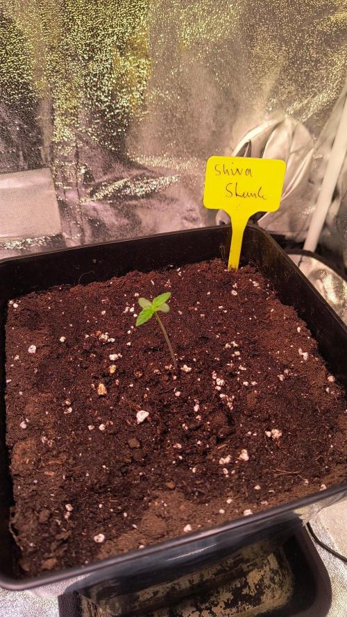 2nd Indoor Grow. Week 2