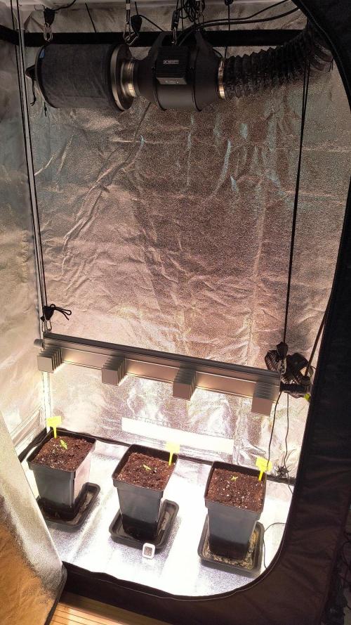 2nd Indoor Grow. Week 2