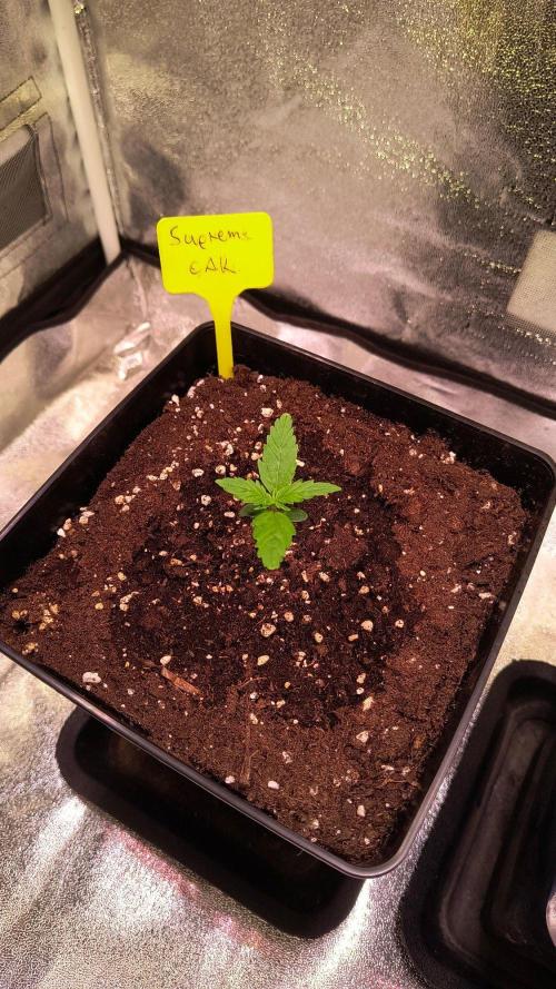 2nd Indoor Grow. Week 2