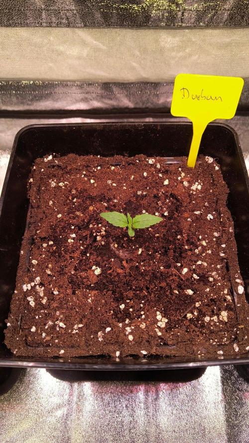 2nd Indoor Grow. Week 2