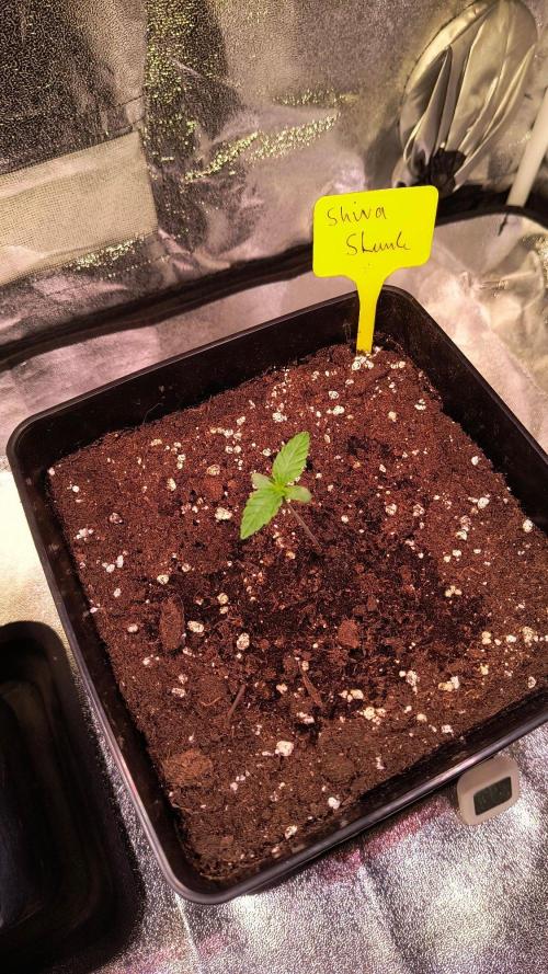 2nd Indoor Grow. Week 2