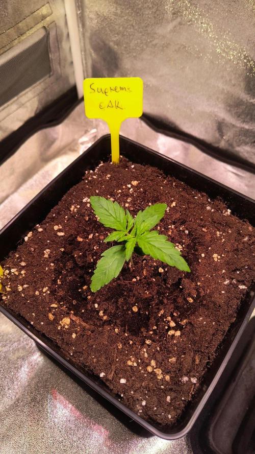 2nd Indoor Grow. Week 2