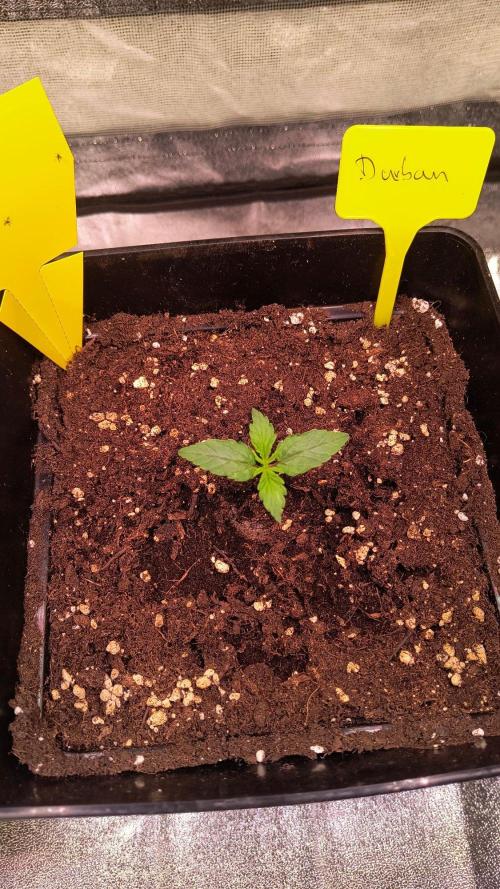 2nd Indoor Grow. Week 2