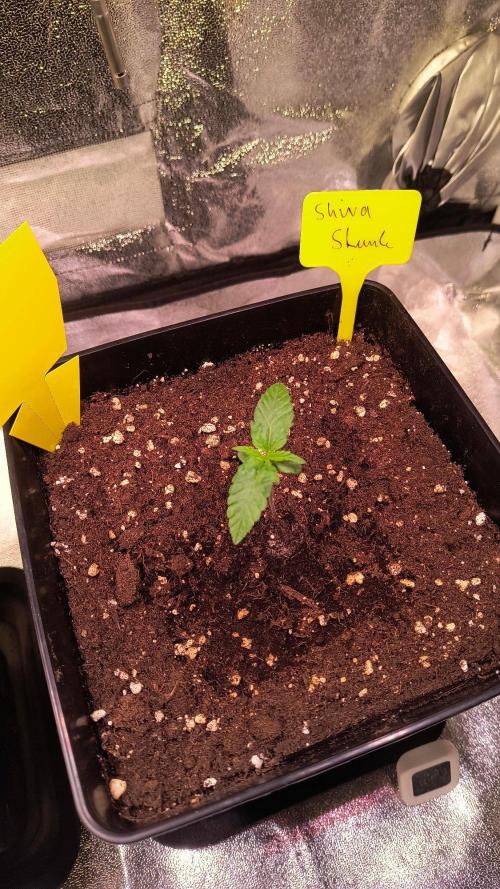 2nd Indoor Grow. Week 2