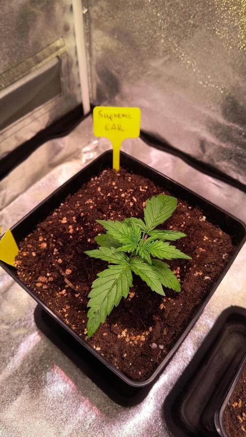 2nd Indoor Grow. Week 2