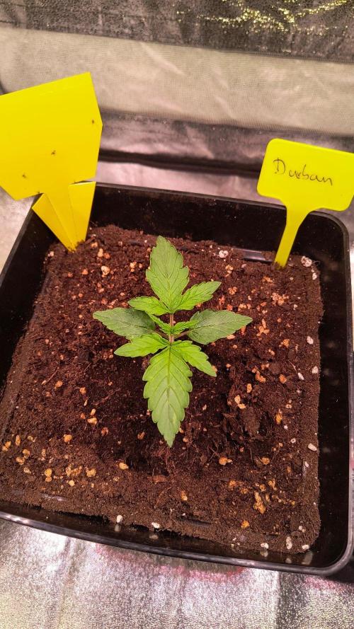 2nd Indoor Grow. Week 2