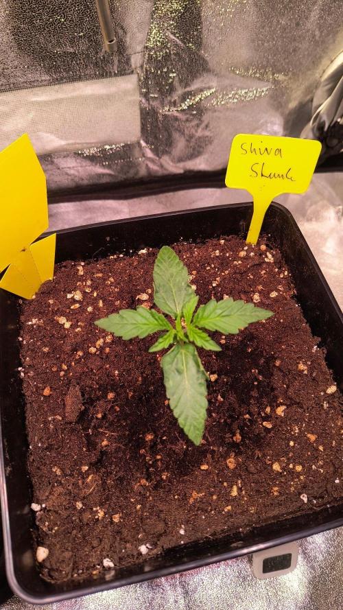 2nd Indoor Grow. Week 2