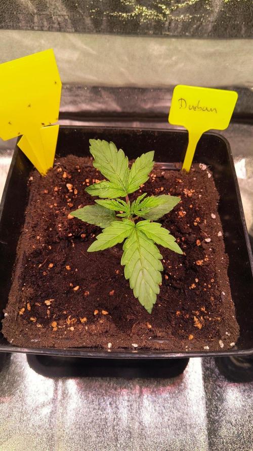 2nd Indoor Grow. Week 3