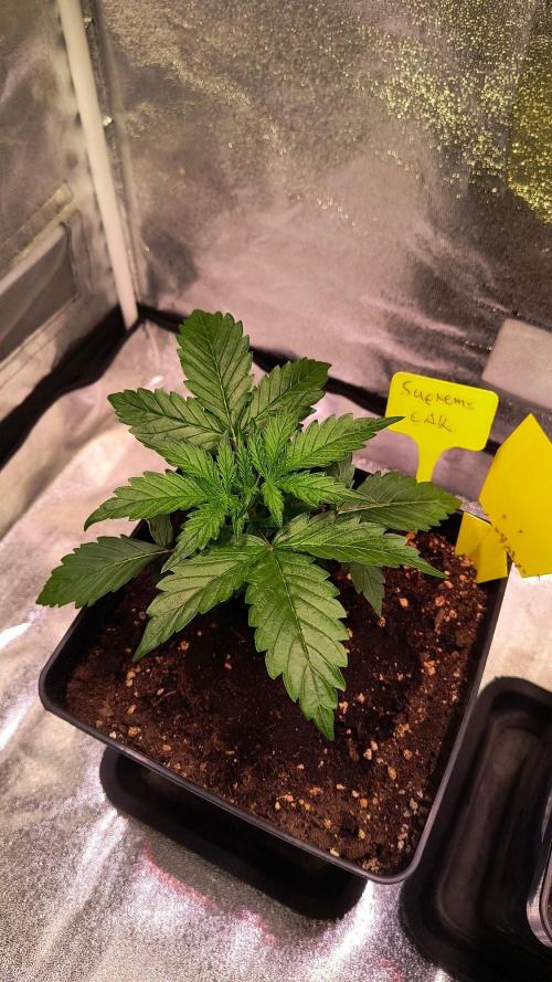 2nd Indoor Grow. Week 3