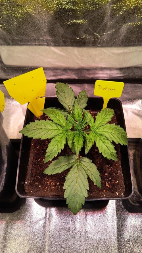 2nd Indoor Grow. Week 3