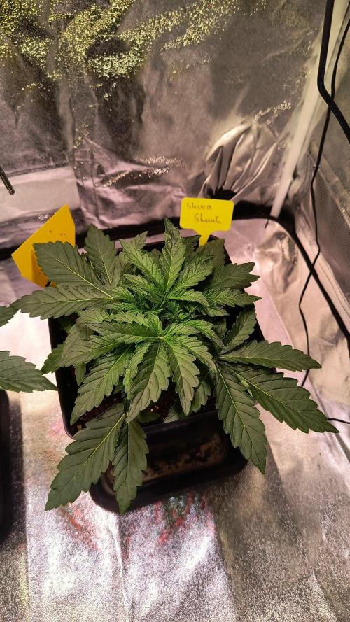 2nd Indoor Grow. Week 4