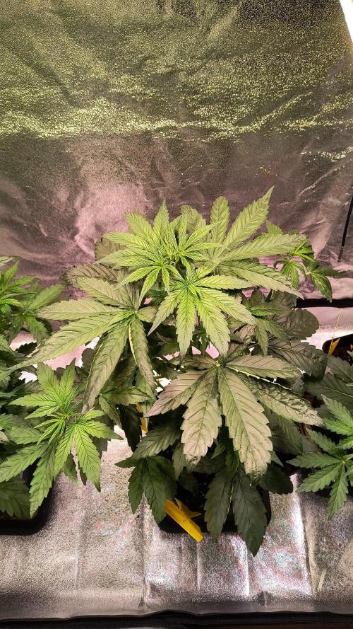 2nd Indoor Grow. Week 4 - Durban