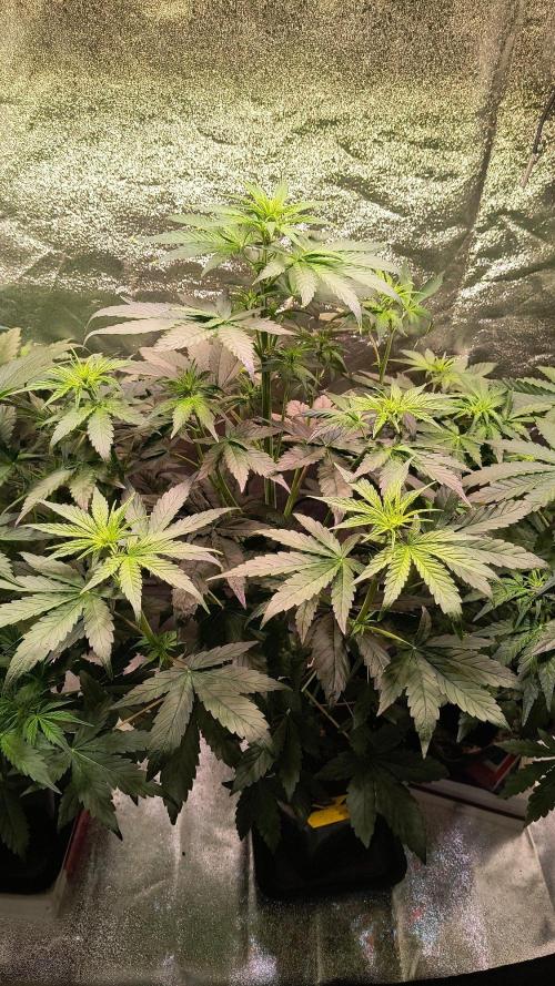 2nd Indoor Grow. Week 5 - Durban 