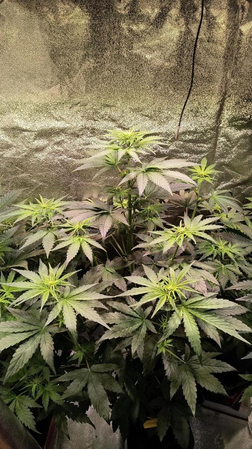 2nd Indoor Grow. Week 6 - Durban 
