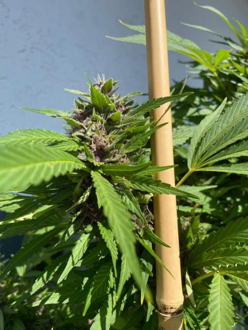 Balkongrow mit BloomCraft Organics. Week 13