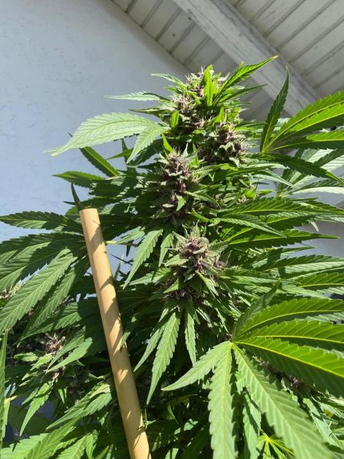 Balkongrow mit BloomCraft Organics. Week 13