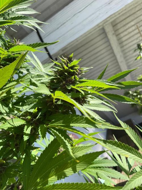 Balkongrow mit BloomCraft Organics. Week 13