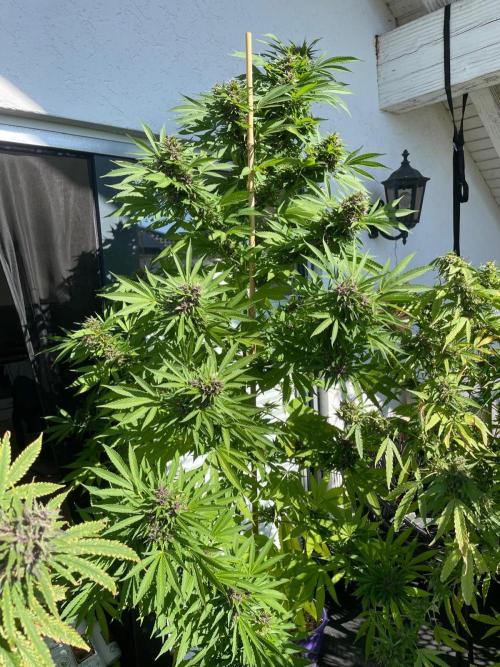 Balkongrow mit BloomCraft Organics. Week 13