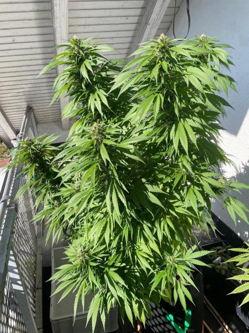 Balkongrow mit BloomCraft Organics. Week 13