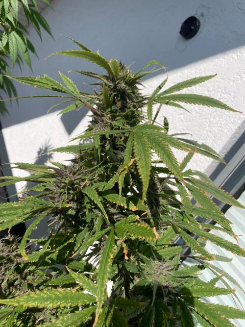 Balkongrow mit BloomCraft Organics. Week 13