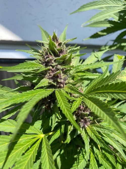 Balkongrow mit BloomCraft Organics. Week 13