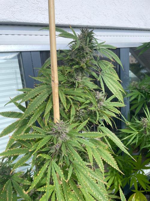 Balkongrow mit BloomCraft Organics. Week 13