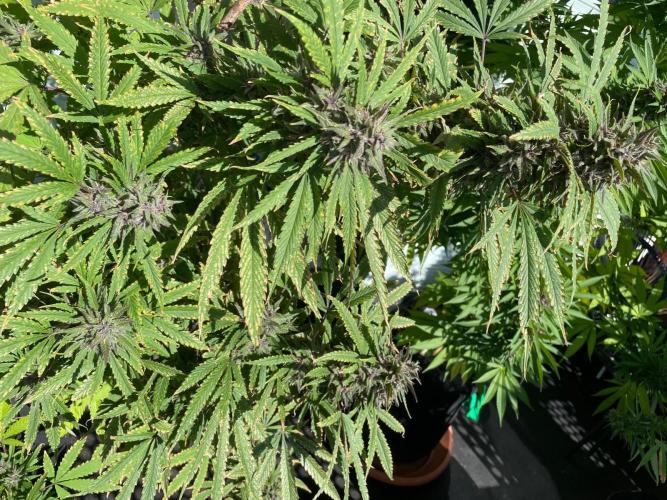 Balkongrow mit BloomCraft Organics. Week 13