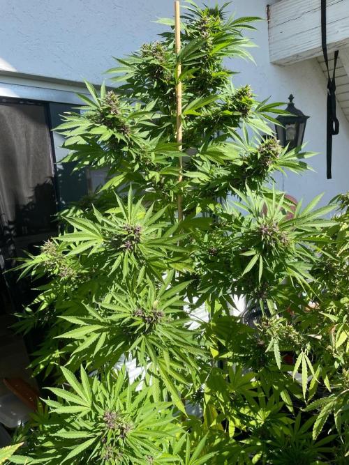 Balkongrow mit BloomCraft Organics. Week 13