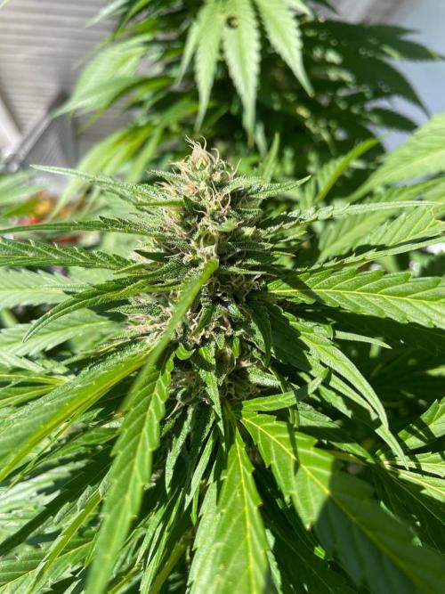 Balkongrow mit BloomCraft Organics. Week 13