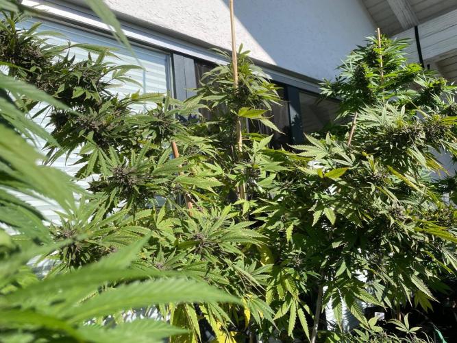 Balkongrow mit BloomCraft Organics. Week 13