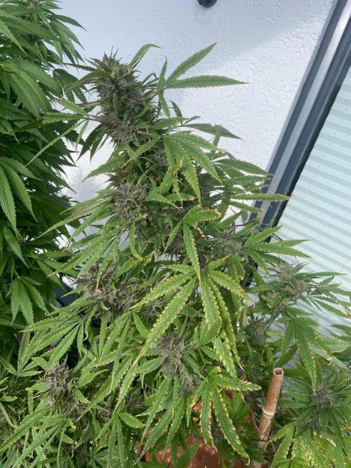 Balkongrow mit BloomCraft Organics. Week 13