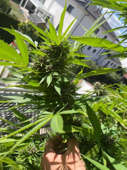 Balkongrow mit BloomCraft Organics. Week 12